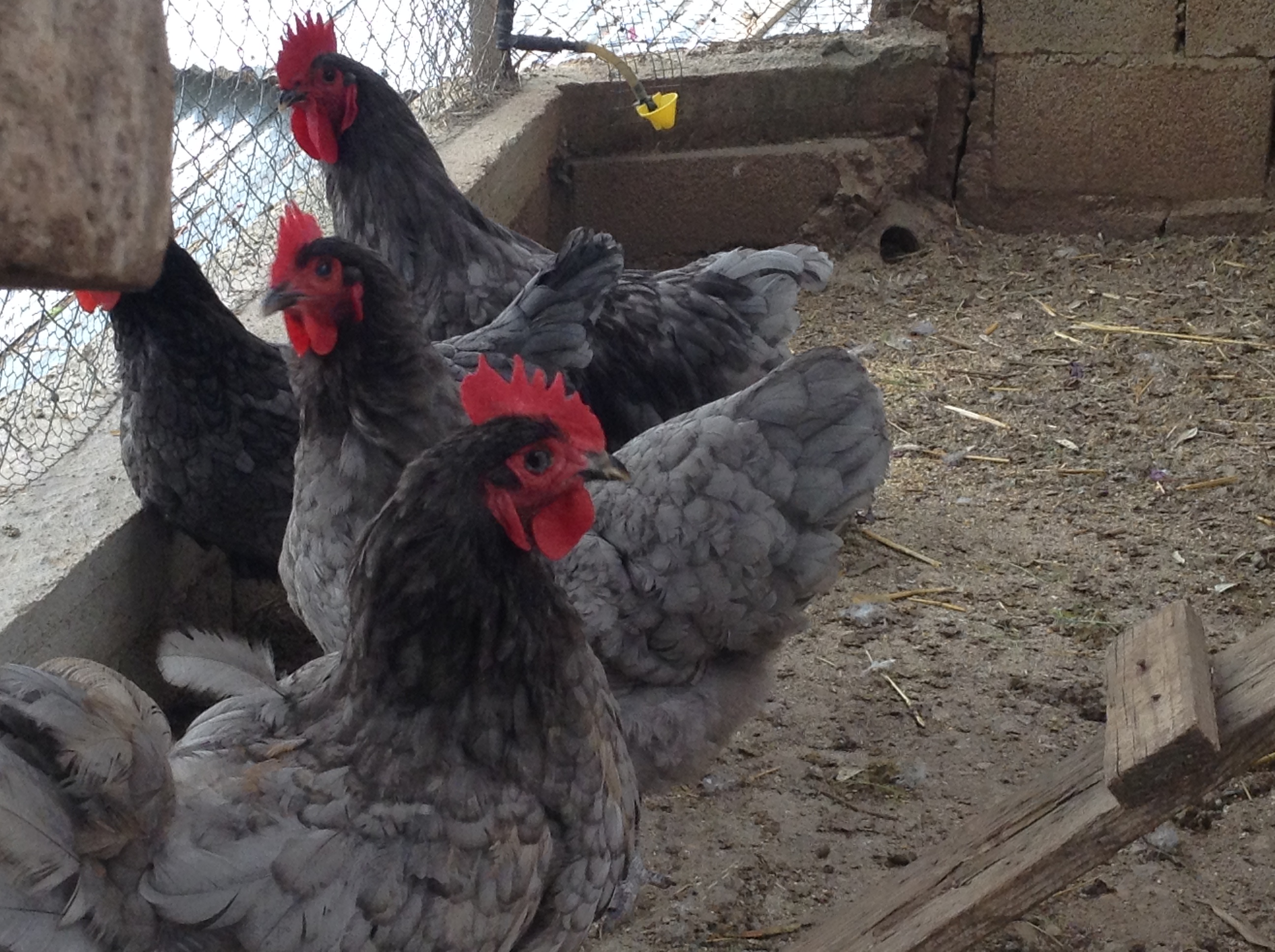 Australorp (Γαλαζια)