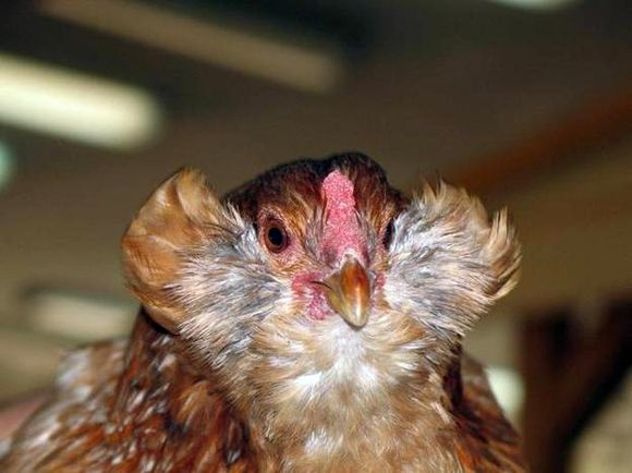 Araucana