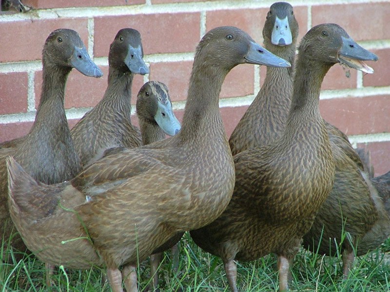 Πάπια Khaki campbell