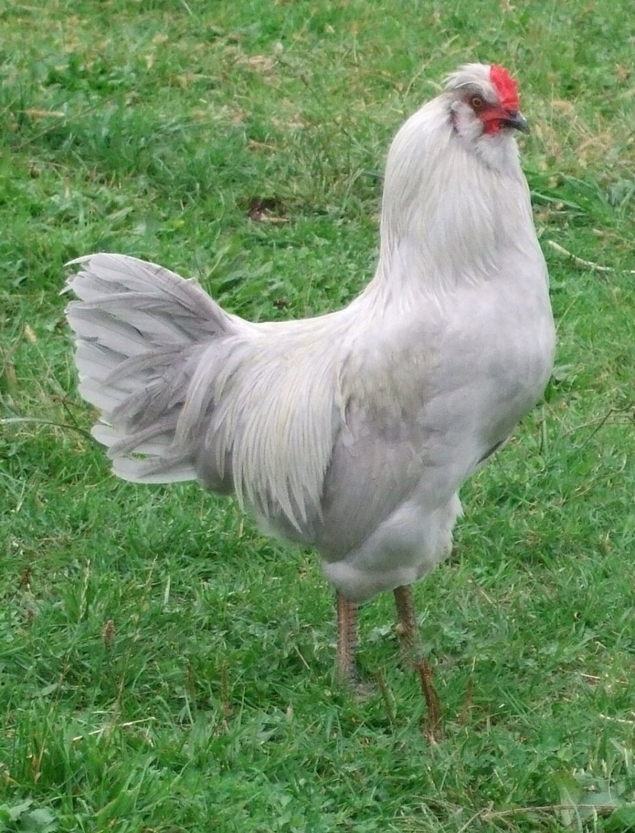 BRETANIKH ARAUCANA